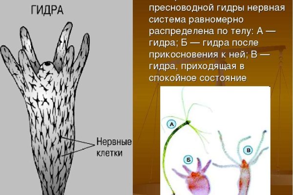 Mega ссылка тор megadarknet de